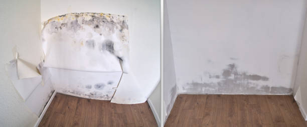 Best Office Mold Removal Services  in Lincoln, MT